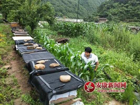 鿴BaI1.jpg